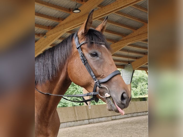 Engels volbloed Merrie 6 Jaar 158 cm Bruin in Bietigheim-Bissingen