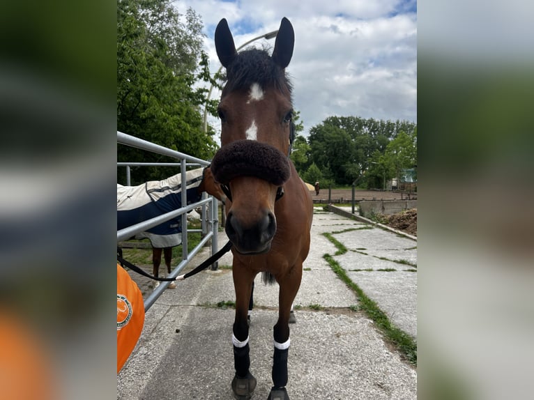 Engels volbloed Merrie 6 Jaar 160 cm Bruin in Hamburg Lohbr&#xFC;gge