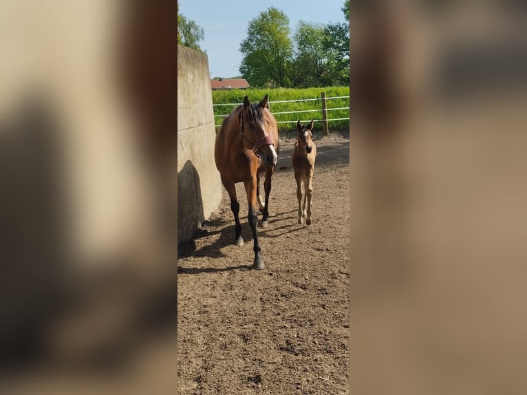 Engels volbloed Merrie 6 Jaar 160 cm Bruin in Neustadt am Rübenberge