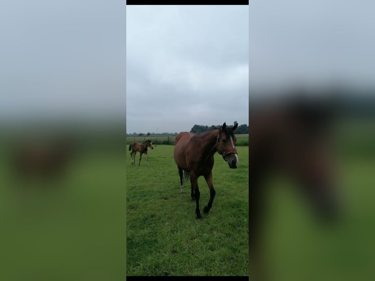 Engels volbloed Merrie 6 Jaar 160 cm Bruin in Neustadt am Rübenberge