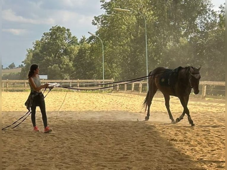 Engels volbloed Merrie 6 Jaar 160 cm Bruin in Maria Neustift
