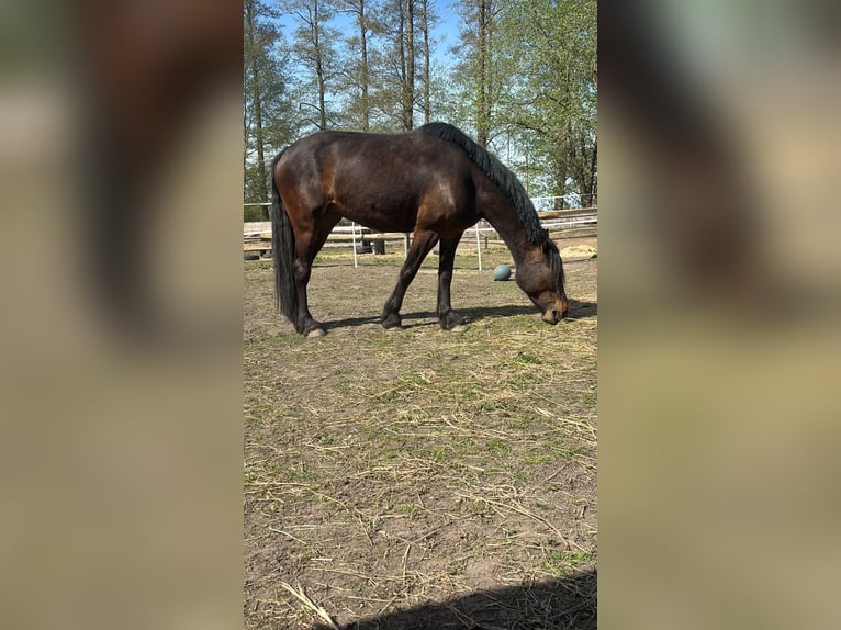 Engels volbloed Mix Merrie 6 Jaar 160 cm Donkerbruin in Geestland
