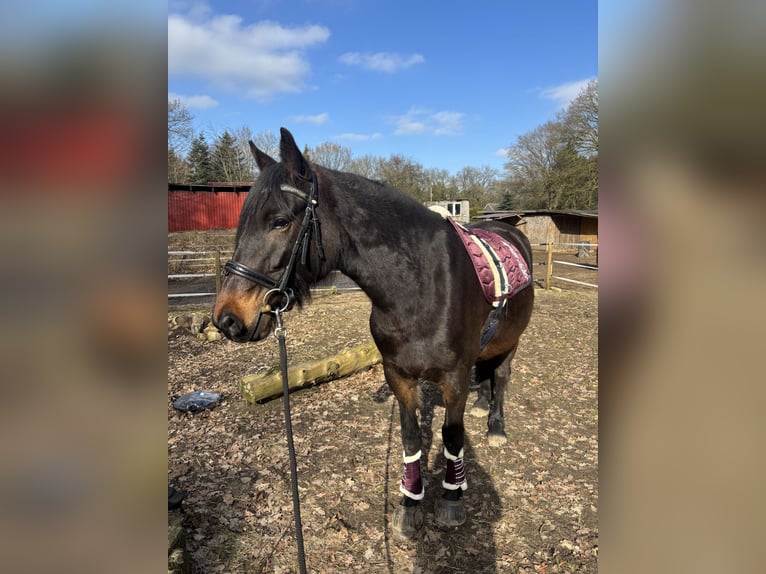 Engels volbloed Mix Merrie 6 Jaar 160 cm Donkerbruin in Geestland