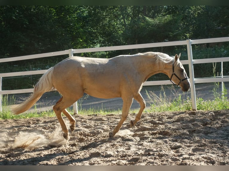 Engels volbloed Merrie 6 Jaar 160 cm Palomino in Ruila