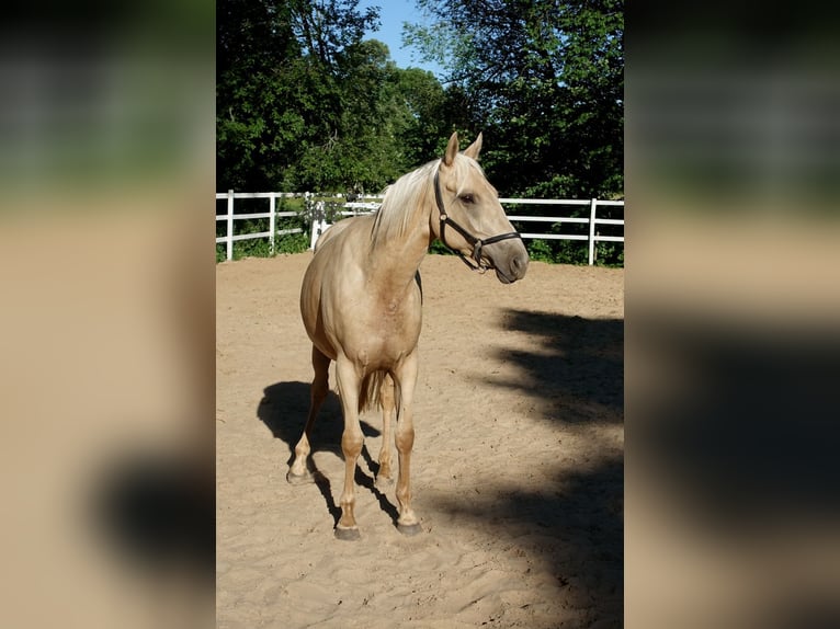 Engels volbloed Merrie 6 Jaar 160 cm Palomino in Ruila