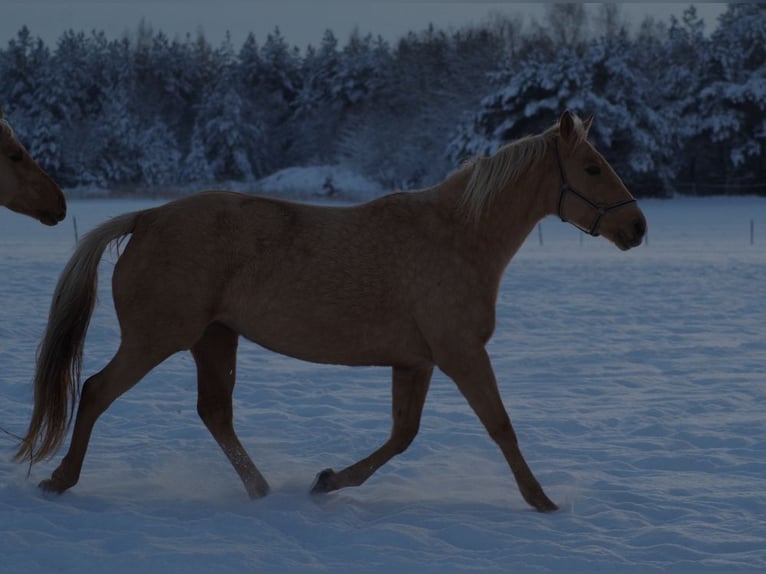 Engels volbloed Merrie 6 Jaar 160 cm Palomino in Ruila