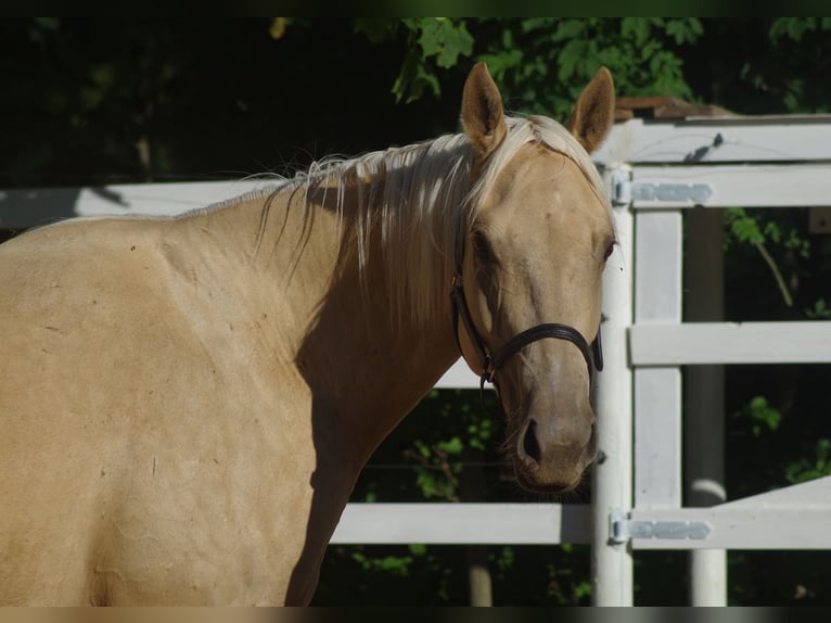 Engels volbloed Merrie 6 Jaar 160 cm Palomino in Ruila