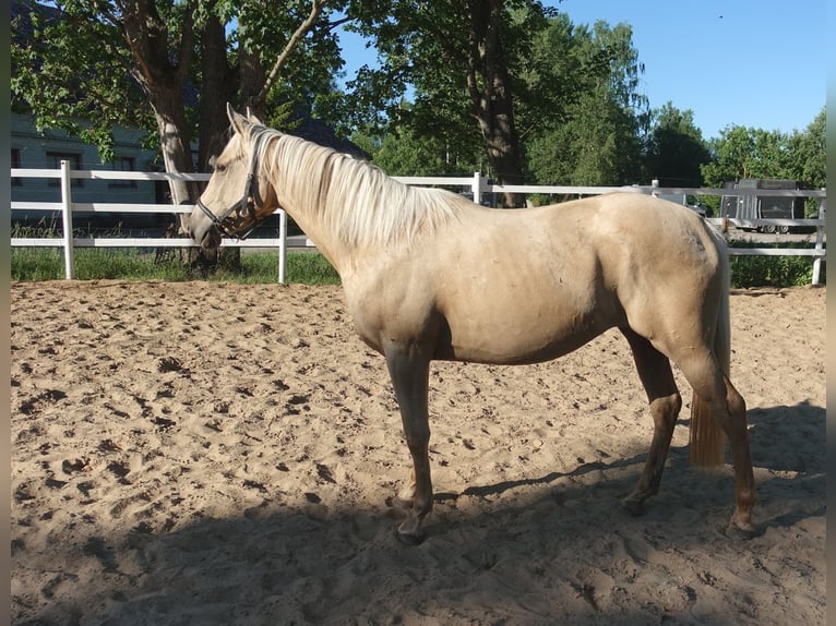 Engels volbloed Merrie 6 Jaar 160 cm Palomino in Ruila