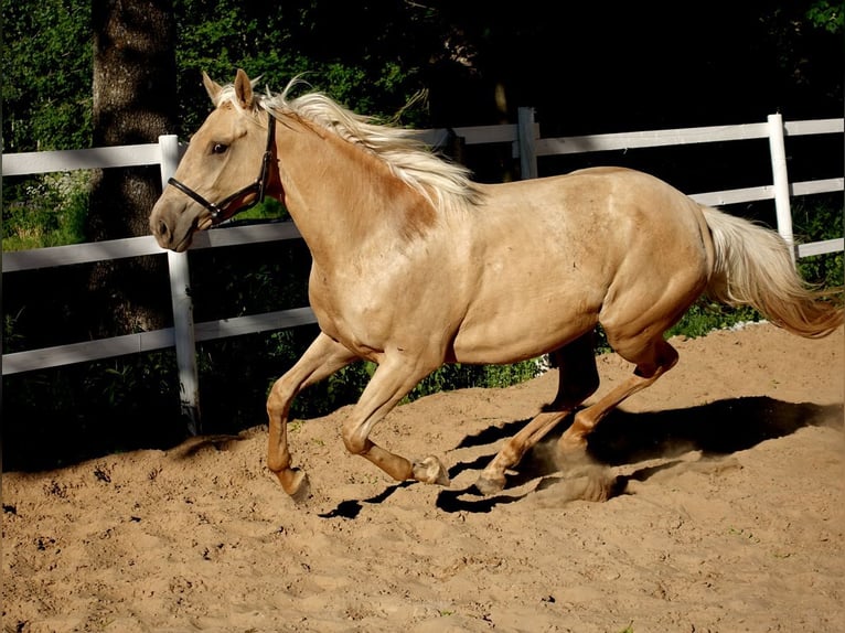 Engels volbloed Merrie 6 Jaar 160 cm Palomino in Ruila