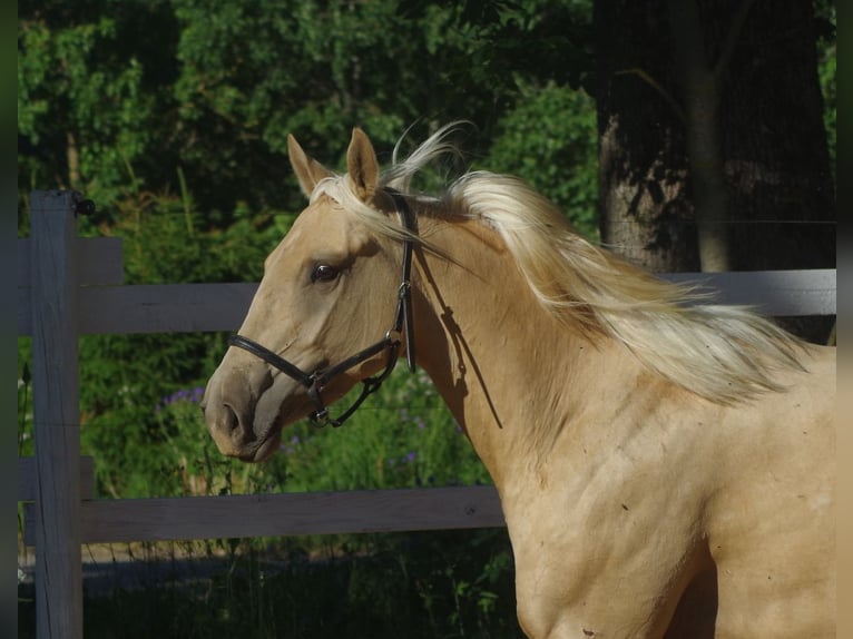 Engels volbloed Merrie 6 Jaar 160 cm Palomino in Ruila