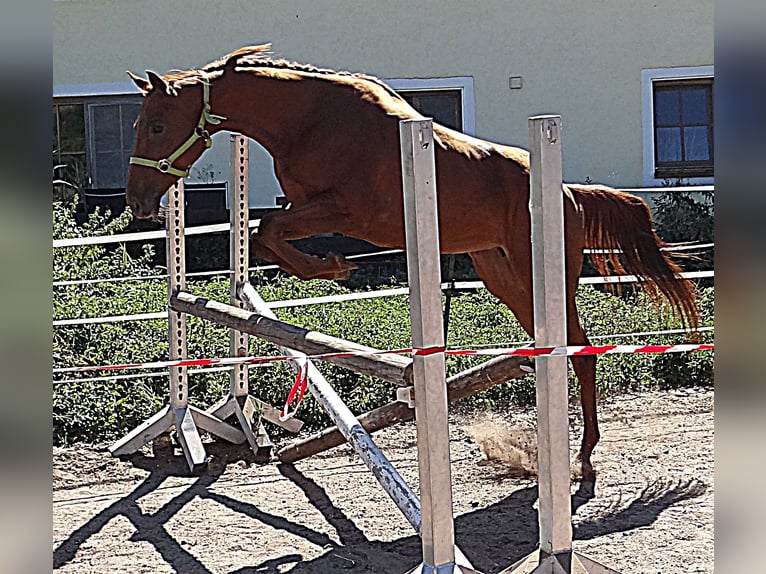 Engels volbloed Merrie 6 Jaar 160 cm Vos in Diebach