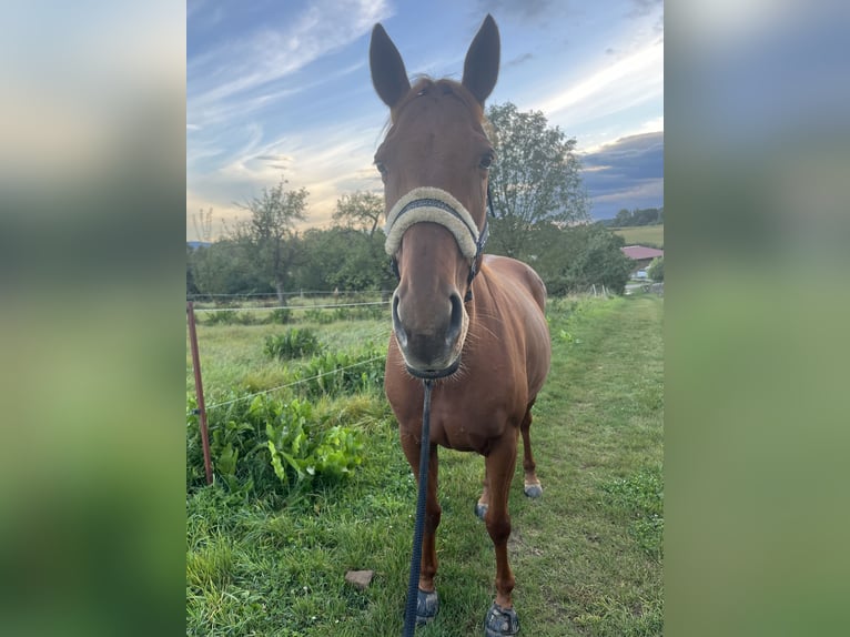 Engels volbloed Merrie 6 Jaar 160 cm Vos in Gründau