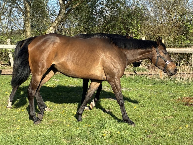 Engels volbloed Merrie 6 Jaar 162 cm Donkerbruin in Schneverdingen