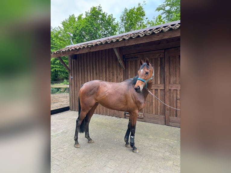 Engels volbloed Merrie 6 Jaar 163 cm Bruin in Lotte