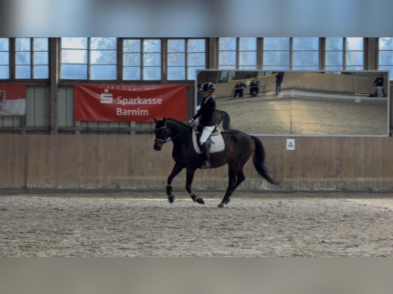 Engels volbloed Merrie 6 Jaar 163 cm Donkerbruin in Potsdam
