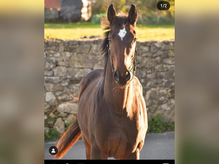 Engels volbloed Merrie 6 Jaar 163 cm Donkerbruin in Palencia