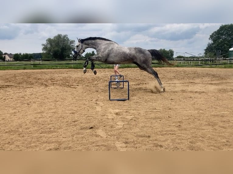 Engels volbloed Merrie 6 Jaar 163 cm Schimmel in Płock