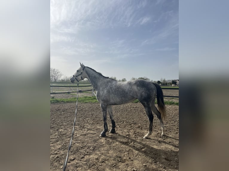 Engels volbloed Merrie 6 Jaar 163 cm Schimmel in Płock