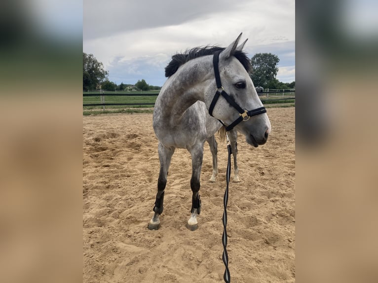 Engels volbloed Merrie 6 Jaar 163 cm Schimmel in Płock