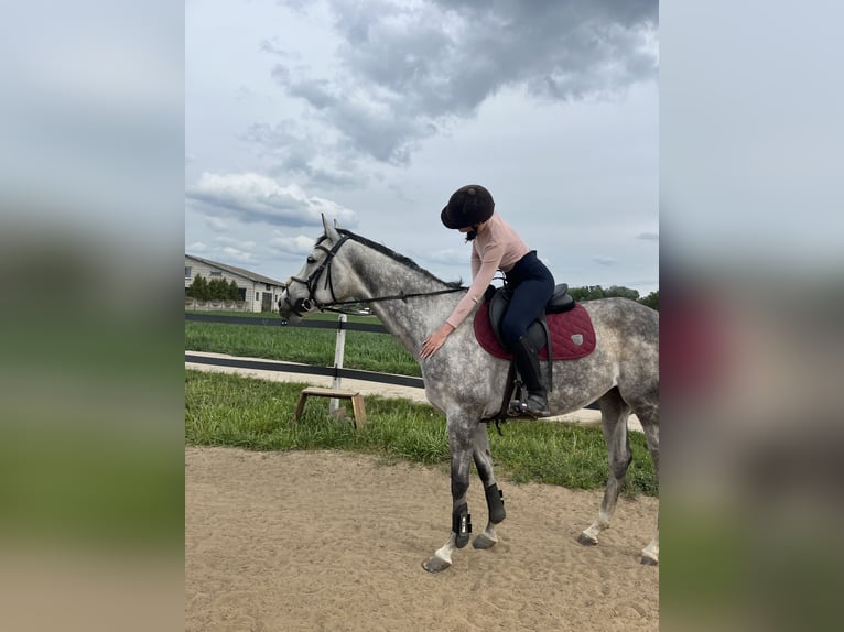 Engels volbloed Merrie 6 Jaar 163 cm Schimmel in Płock