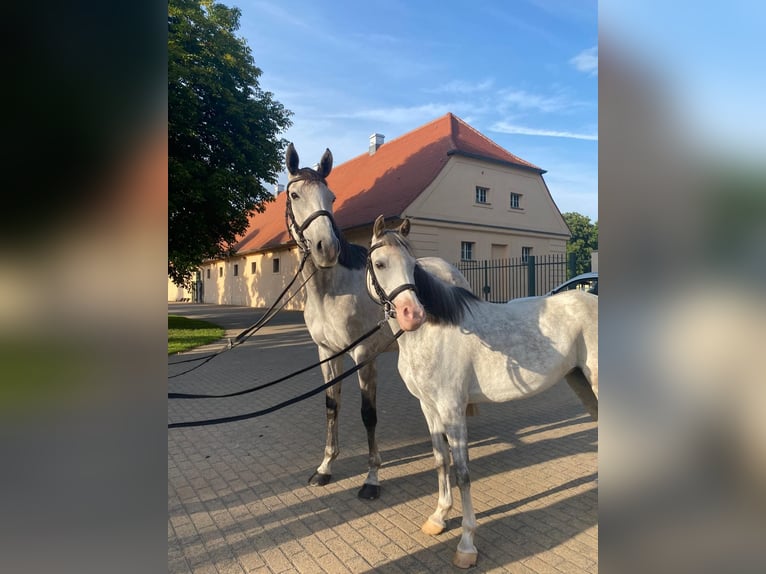 Engels volbloed Merrie 6 Jaar 163 cm Vliegenschimmel in St&#xFC;denitz-Sch&#xF6;nermark