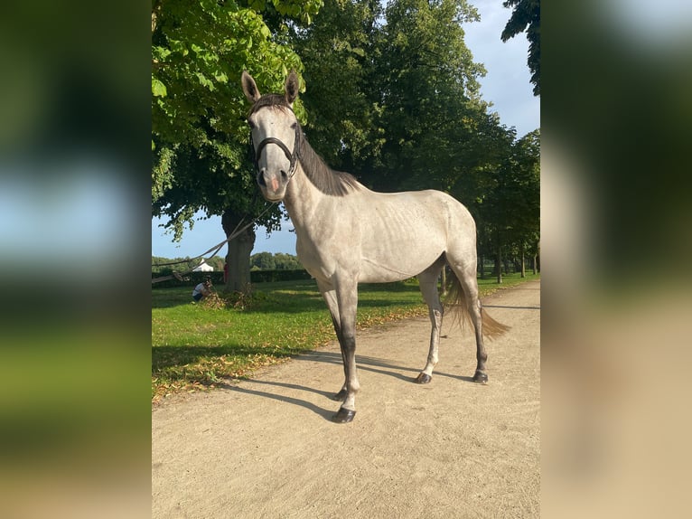 Engels volbloed Merrie 6 Jaar 163 cm Vliegenschimmel in St&#xFC;denitz-Sch&#xF6;nermark
