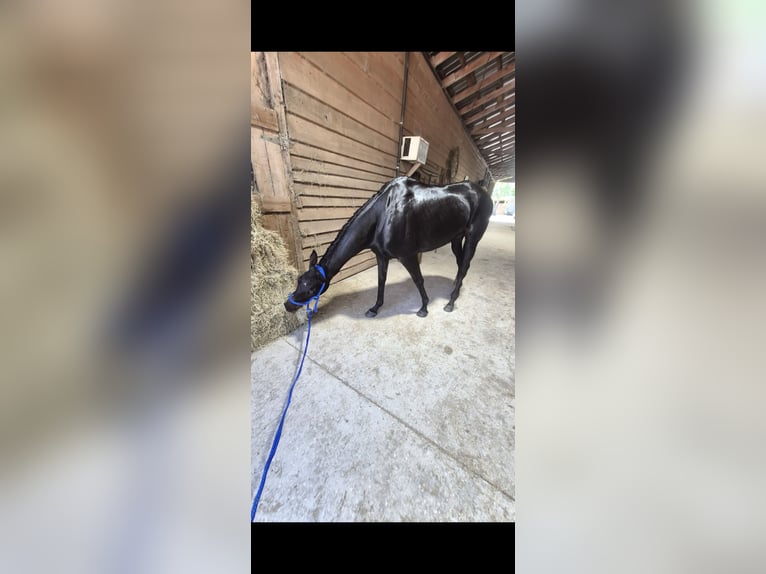 Engels volbloed Merrie 6 Jaar 163 cm Zwart in Galivants Ferry