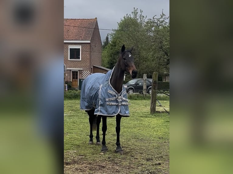 Engels volbloed Merrie 6 Jaar 163 cm Zwartbruin in Bouvignies