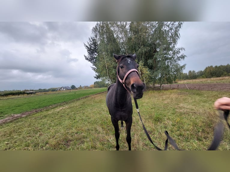 Engels volbloed Merrie 6 Jaar 163 cm Zwartbruin in Piaseczno