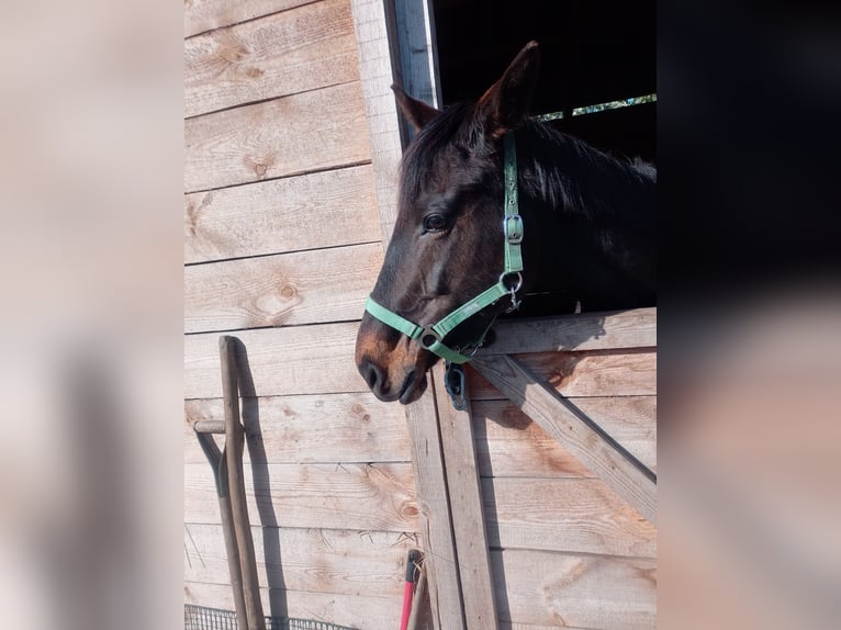 Engels volbloed Merrie 6 Jaar 163 cm Zwartbruin in Piaseczno