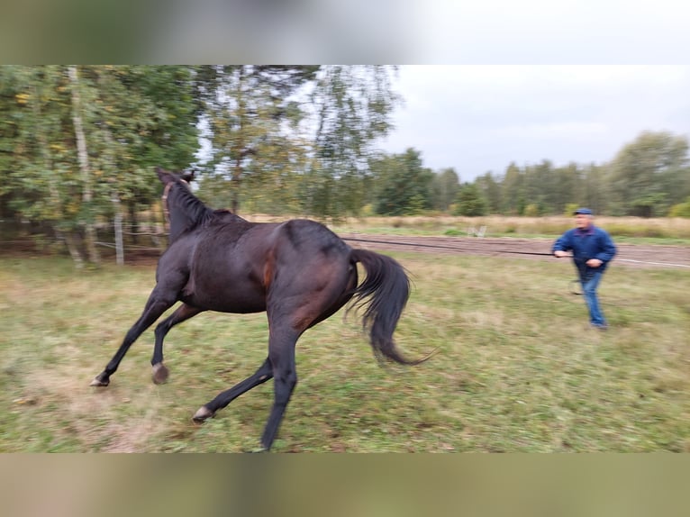 Engels volbloed Merrie 6 Jaar 163 cm Zwartbruin in Piaseczno