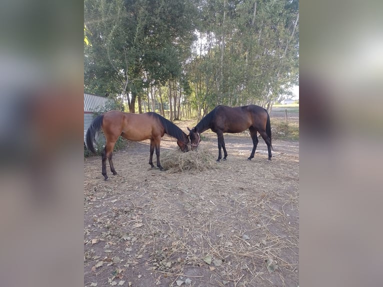 Engels volbloed Merrie 6 Jaar 163 cm Zwartbruin in Piaseczno