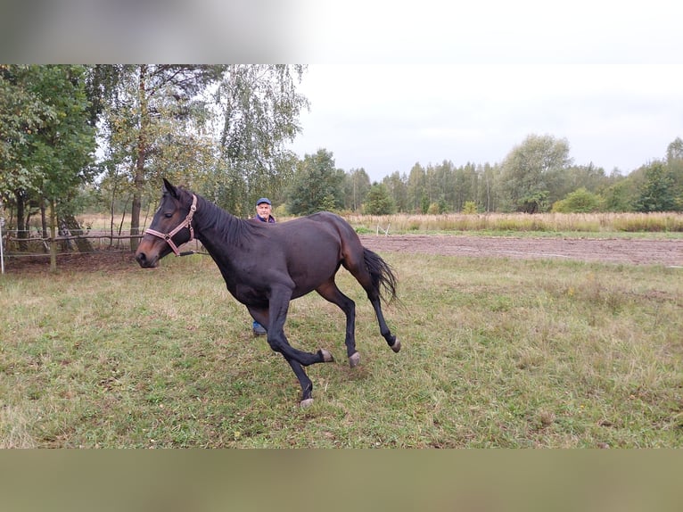 Engels volbloed Merrie 6 Jaar 163 cm Zwartbruin in Piaseczno