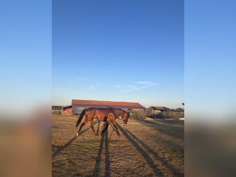 Engels volbloed Merrie 6 Jaar 165 cm Bruin in Satnica &#x110;akova&#x10D;ka