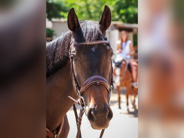 Engels volbloed Merrie 6 Jaar 165 cm Donkerbruin in Lardero