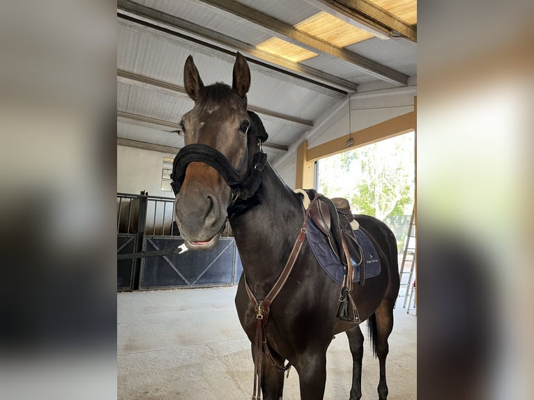 Engels volbloed Merrie 6 Jaar 165 cm Donkerbruin in Lardero