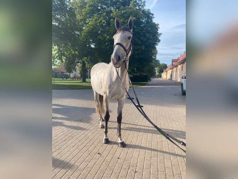 Engels volbloed Merrie 6 Jaar 166 cm Appelschimmel in Sperenberg