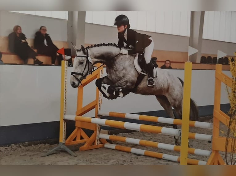 Engels volbloed Merrie 6 Jaar 166 cm Appelschimmel in Sperenberg
