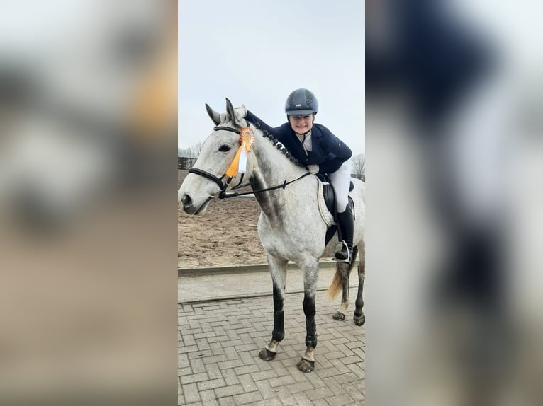 Engels volbloed Merrie 6 Jaar 166 cm Appelschimmel in Sperenberg