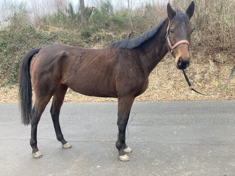 Engels volbloed Merrie 6 Jaar 168 cm Donkerbruin in Gummersbach