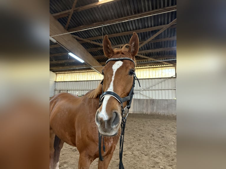 Engels volbloed Merrie 6 Jaar 168 cm Vos in Schwalbach