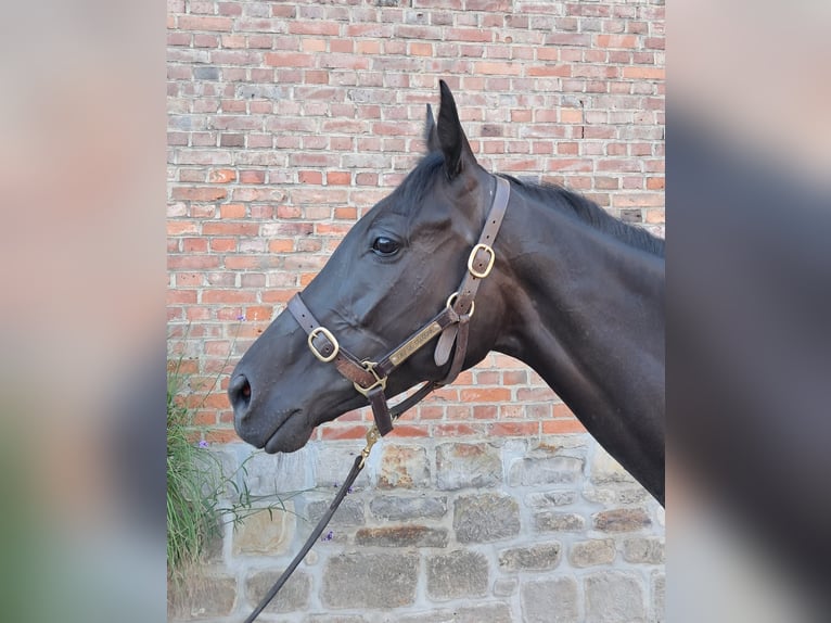 Engels volbloed Merrie 6 Jaar 169 cm Zwartbruin in Walsrode