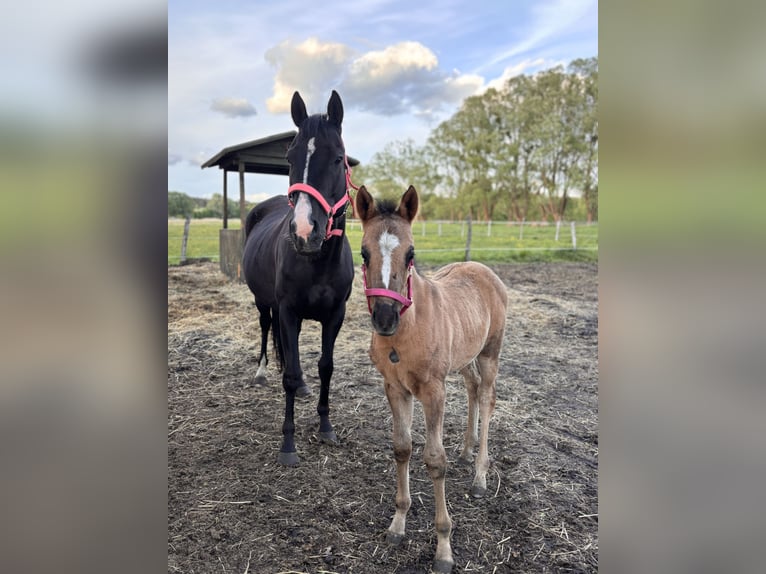 Engels volbloed Merrie 7 Jaar 149 cm Zwartbruin in Trzciel