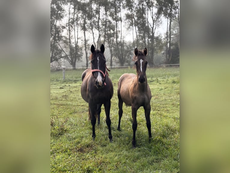 Engels volbloed Merrie 7 Jaar 149 cm Zwartbruin in Trzciel