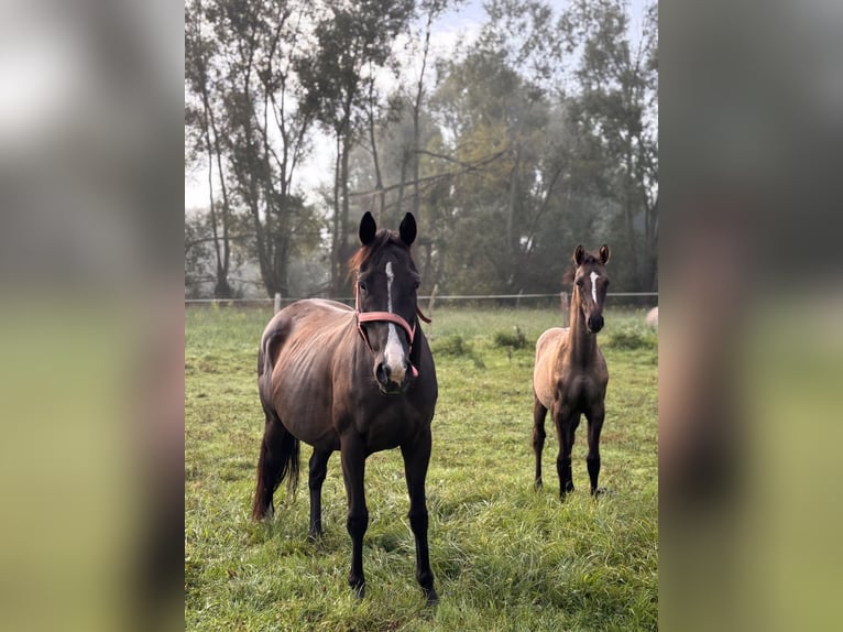 Engels volbloed Merrie 7 Jaar 149 cm Zwartbruin in Trzciel