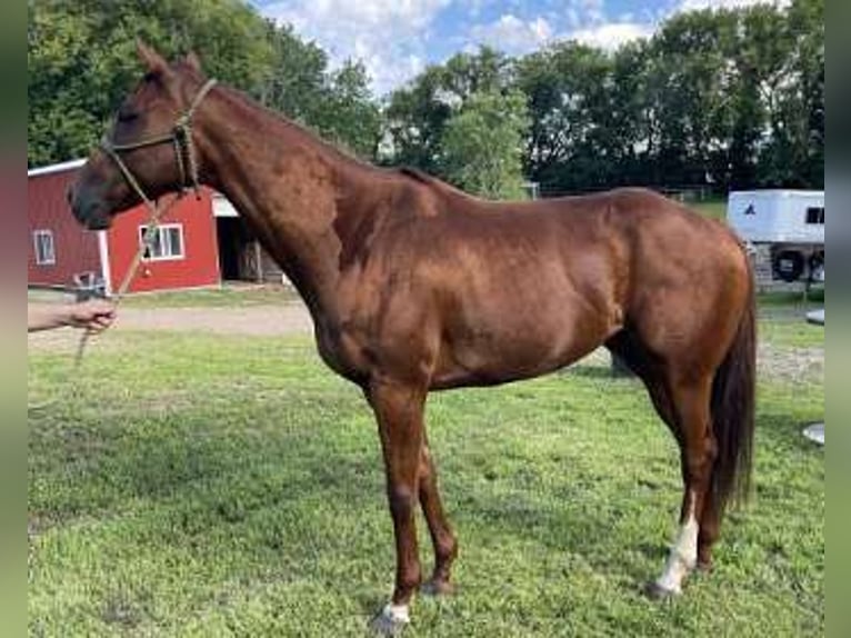 Engels volbloed Merrie 7 Jaar 152 cm Donkere-vos in Carver