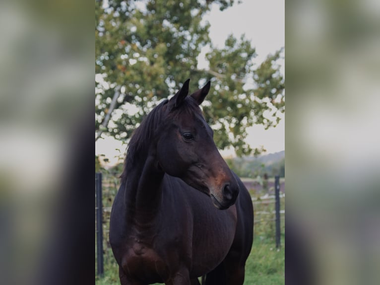 Engels volbloed Merrie 7 Jaar 153 cm Bruin in Weißenhorn