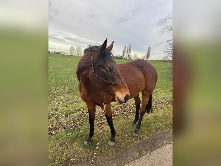 Engels volbloed Mix Merrie 7 Jaar 157 cm Bruin in Rerik