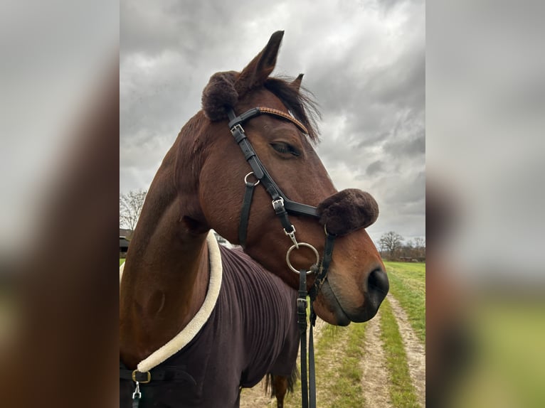 Engels volbloed Merrie 7 Jaar 160 cm Bruin in Hamburg Lohbrügge