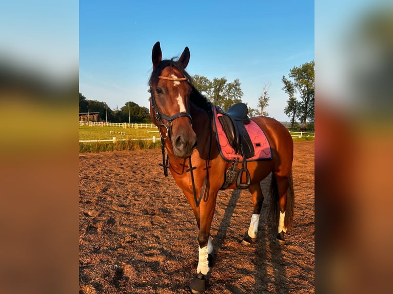 Engels volbloed Merrie 7 Jaar 160 cm Bruin in Hamburg Lohbrügge